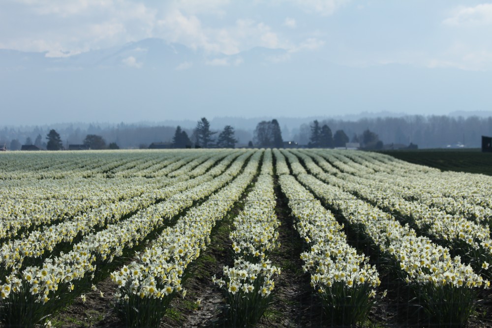 Fields of Narcissi